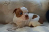 Luca, a male Boston Terrier for sale in Azle, TX – Photo 2 of 5