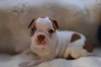 Luca, a male Boston Terrier for sale in Azle, TX – Photo 1 of 5