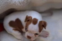 Luca, a male Boston Terrier for sale in Azle, TX – Photo 4 of 5