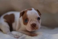 Luca, a male Boston Terrier for sale in Azle, TX – Photo 5 of 5