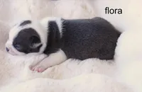Flora – Blue & White Beauty, a female Boston Terrier for sale in Azle, TX – 3 of 3