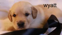 Wyatt – AKC, Health-Tested Parents & Farm-Raised, a male Golden Retriever for sale in Azle, TX – 1 of 4