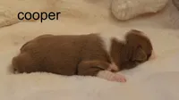 Cooper – Champagne & White Cutie, a male Boston Terrier for sale in Azle, TX – 2 of 4