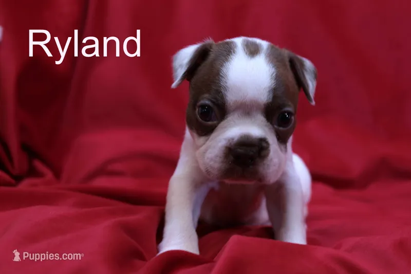 Ryland – Boston Terrier puppy for sale in Azle, TX