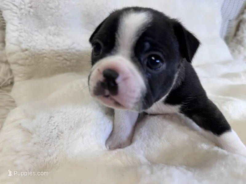 Onyx – Boston Terrier puppy for sale in Azle, TX