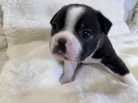 Onyx, a male Boston Terrier for sale in Azle, TX – 1 of 5
