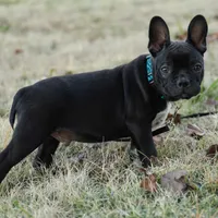 Jett, a male Boston Terrier and French Bulldog for sale in Azle, TX – Photo 1 of 5