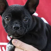 Jett, a male Boston Terrier and French Bulldog for sale in Azle, TX – Photo 3 of 5