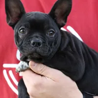 Jett, a male Boston Terrier and French Bulldog for sale in Azle, TX – Photo 4 of 5