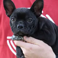 Jett, a male Boston Terrier and French Bulldog for sale in Azle, TX – Photo 2 of 5