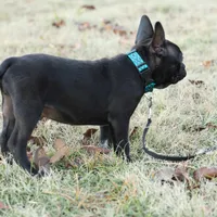 Jett, a male Boston Terrier and French Bulldog for sale in Azle, TX – Photo 5 of 5