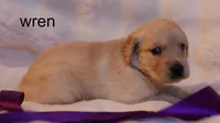 Wren - AKC, Microchipped, DNA Tested, a female Golden Retriever for sale in Azle, TX – 3 of 3