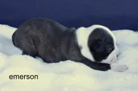 Emerson – Brindle & White Cutie, a male Boston Terrier for sale in Azle, TX – 4 of 4