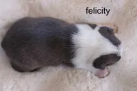 Felicity – Blue Brindle Beauty, a female Boston Terrier for sale in Azle, TX – 2 of 4