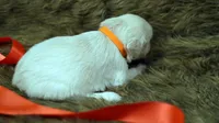 Tabitha, a female English Cream Golden Retriever for sale in Azle, TX – 5 of 9