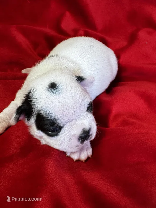 Nyla – Boston Terrier puppy for sale in Azle, TX