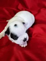 Nyla, a female Boston Terrier for sale in Azle, TX – Photo 1 of 5