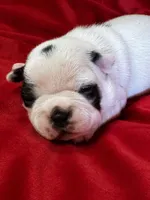 Nyla, a female Boston Terrier for sale in Azle, TX – Photo 3 of 5