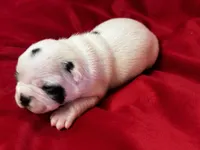 Nyla, a female Boston Terrier for sale in Azle, TX – Photo 5 of 5