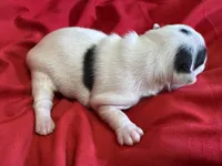 Nyla, a female Boston Terrier for sale in Azle, TX – Photo 4 of 5