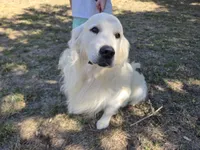 William – Health-Tested Parents & Farm-Raised, a male Golden Retriever for sale in Azle, TX – 4 of 4