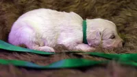 Theo - AKC English Cream, DNA Tested Parents, a male English Cream Golden Retriever for sale in Azle, TX – 4 of 4