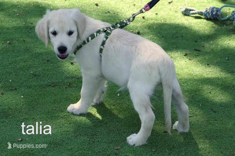 Talia - AKC, Microchipped, DNA Tested – English Cream Golden Retriever puppy for sale in Azle, TX