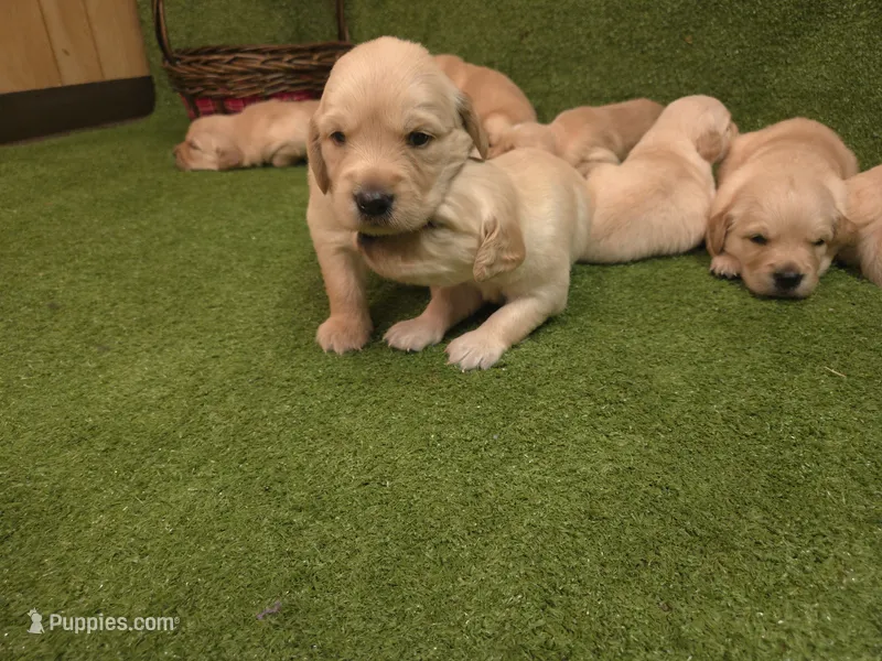 SM Boy 3 – Golden Retriever puppy for sale in Azle, TX