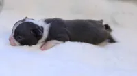 Sky, a female Boston Terrier for sale in Azle, TX – 2 of 4