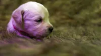 Tessa, a female English Cream Golden Retriever for sale in Azle, TX – 2 of 6