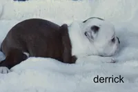 Derrick, a male Boston Terrier for sale in Azle, TX – 2 of 4