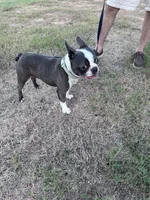 Melville | 2-Year-Old Blue & White Boston Terrier, a male Boston Terrier for sale in Azle, TX – 6 of 9
