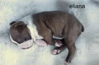 Eliana – Red & White Beauty, a female Boston Terrier for sale in Azle, TX – 3 of 4