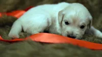 Tabitha, a female English Cream Golden Retriever for sale in Azle, TX – 8 of 9