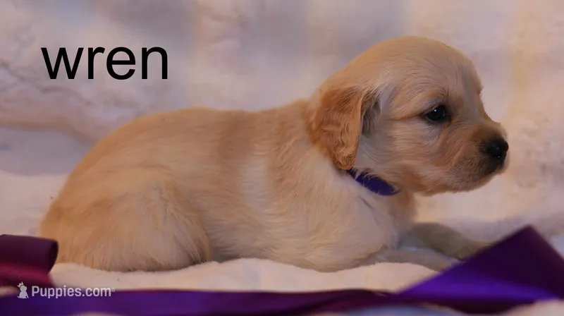 Wren - AKC, Microchipped, DNA Tested – Golden Retriever puppy for sale in Azle, TX