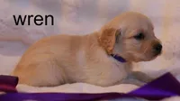 Wren - AKC, Microchipped, DNA Tested, a female Golden Retriever for sale in Azle, TX – 1 of 3