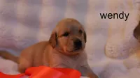 Wendy - AKC, Microchipped, DNA Tested, a female Golden Retriever for sale in Azle, TX – 5 of 7