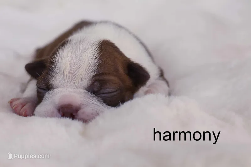 Harmony — Female Red/White Boston Terrier – Boston Terrier puppy for sale in Azle, TX