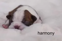 Harmony — Female Red/White Boston Terrier, a female Boston Terrier for sale in Azle, TX – 1 of 4