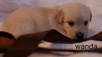 Wanda - AKC, Microchipped, DNA Tested, a female Golden Retriever for sale in Azle, TX – 3 of 5