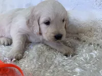 Paris, a female English Cream Golden Retriever for sale in Azle, TX – 2 of 7
