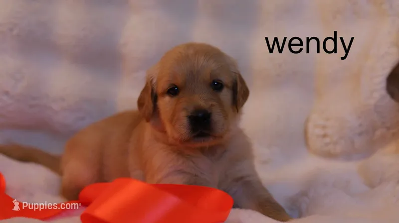 Wendy – Golden Retriever puppy for sale in Azle, TX