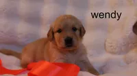 Wendy - AKC, Microchipped, DNA Tested, a female Golden Retriever for sale in Azle, TX – 1 of 7