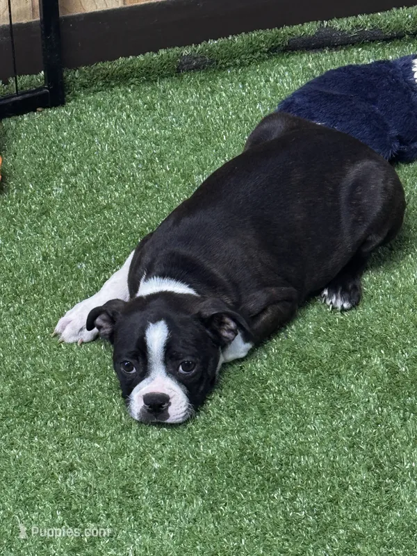 Onyx – Boston Terrier puppy for sale in Azle, TX