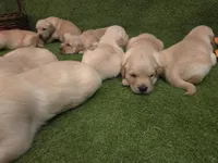SM Boy 3, a male Golden Retriever for sale in Azle, TX – 3 of 5