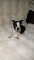 Knox, a male Boston Terrier for sale in Azle, TX – Photo 1 of 3