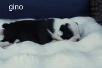 Gino — Male, black and white, a male Boston Terrier for sale in Azle, TX – 2 of 3