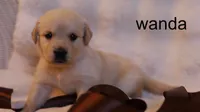 Wanda - AKC, Microchipped, DNA Tested, a female Golden Retriever for sale in Azle, TX – 2 of 5
