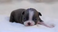 Sapphire, a female Boston Terrier for sale in Azle, TX – 4 of 6