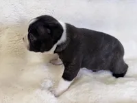 Onyx, a male Boston Terrier for sale in Azle, TX – 2 of 5